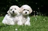 BICHON FRISE 617